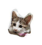 うちのモコちゃん（個別スタンプ：7）