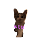 うちのモコちゃん（個別スタンプ：8）