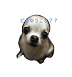 ぷーちゃんと、日常（個別スタンプ：3）
