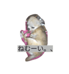 ぷーちゃんと、日常（個別スタンプ：10）