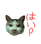 我が家のちびちゃん（個別スタンプ：1）