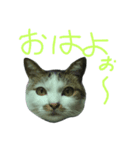 我が家のちびちゃん（個別スタンプ：2）