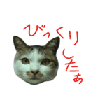 我が家のちびちゃん（個別スタンプ：5）