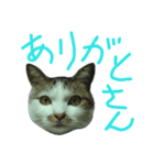 我が家のちびちゃん（個別スタンプ：6）