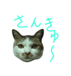 我が家のちびちゃん（個別スタンプ：7）
