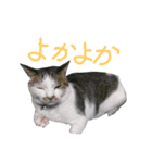 我が家のちびちゃん（個別スタンプ：8）