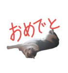 我が家のちびちゃん（個別スタンプ：9）