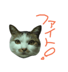 我が家のちびちゃん（個別スタンプ：11）