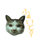 我が家のちびちゃん（個別スタンプ：12）