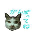 我が家のちびちゃん（個別スタンプ：13）