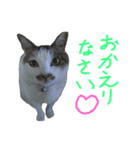 我が家のちびちゃん（個別スタンプ：16）
