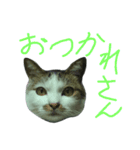 我が家のちびちゃん（個別スタンプ：17）