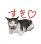 我が家のちびちゃん（個別スタンプ：18）