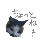 我が家のちびちゃん（個別スタンプ：19）
