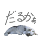 我が家のちびちゃん（個別スタンプ：20）