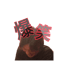 しげまさwith子分達（個別スタンプ：15）
