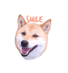 柴犬はなのスタンプ（個別スタンプ：1）
