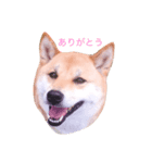 柴犬はなのスタンプ（個別スタンプ：2）