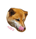 柴犬はなのスタンプ（個別スタンプ：3）
