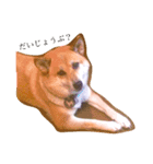 柴犬はなのスタンプ（個別スタンプ：5）