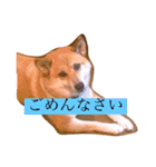 柴犬はなのスタンプ（個別スタンプ：6）