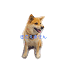 柴犬はなのスタンプ（個別スタンプ：7）
