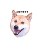 柴犬はなのスタンプ（個別スタンプ：8）