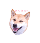 柴犬はなのスタンプ（個別スタンプ：9）