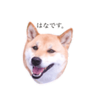 柴犬はなのスタンプ（個別スタンプ：10）