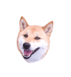 柴犬はなのスタンプ（個別スタンプ：11）