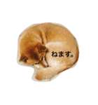 柴犬はなのスタンプ（個別スタンプ：12）