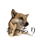 柴犬はなのスタンプ（個別スタンプ：13）