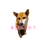 柴犬はなのスタンプ（個別スタンプ：15）