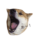 柴犬はなのスタンプ（個別スタンプ：16）