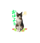 実家ねこわさび（個別スタンプ：1）