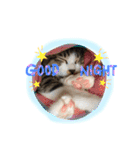実家ねこわさび（個別スタンプ：2）