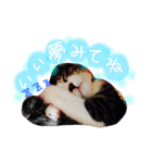 実家ねこわさび（個別スタンプ：3）