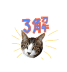 実家ねこわさび（個別スタンプ：4）