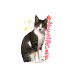 実家ねこわさび（個別スタンプ：5）