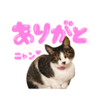 実家ねこわさび（個別スタンプ：7）