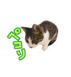 実家ねこわさび（個別スタンプ：8）