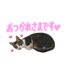 実家ねこわさび（個別スタンプ：9）