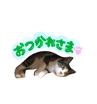 実家ねこわさび（個別スタンプ：10）