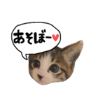 実家ねこわさび（個別スタンプ：11）