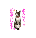実家ねこわさび（個別スタンプ：12）