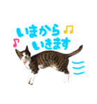 実家ねこわさび（個別スタンプ：13）