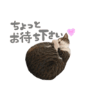 実家ねこわさび（個別スタンプ：14）