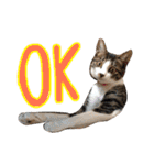 実家ねこわさび（個別スタンプ：15）