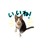 実家ねこわさび（個別スタンプ：17）