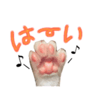 実家ねこわさび（個別スタンプ：18）